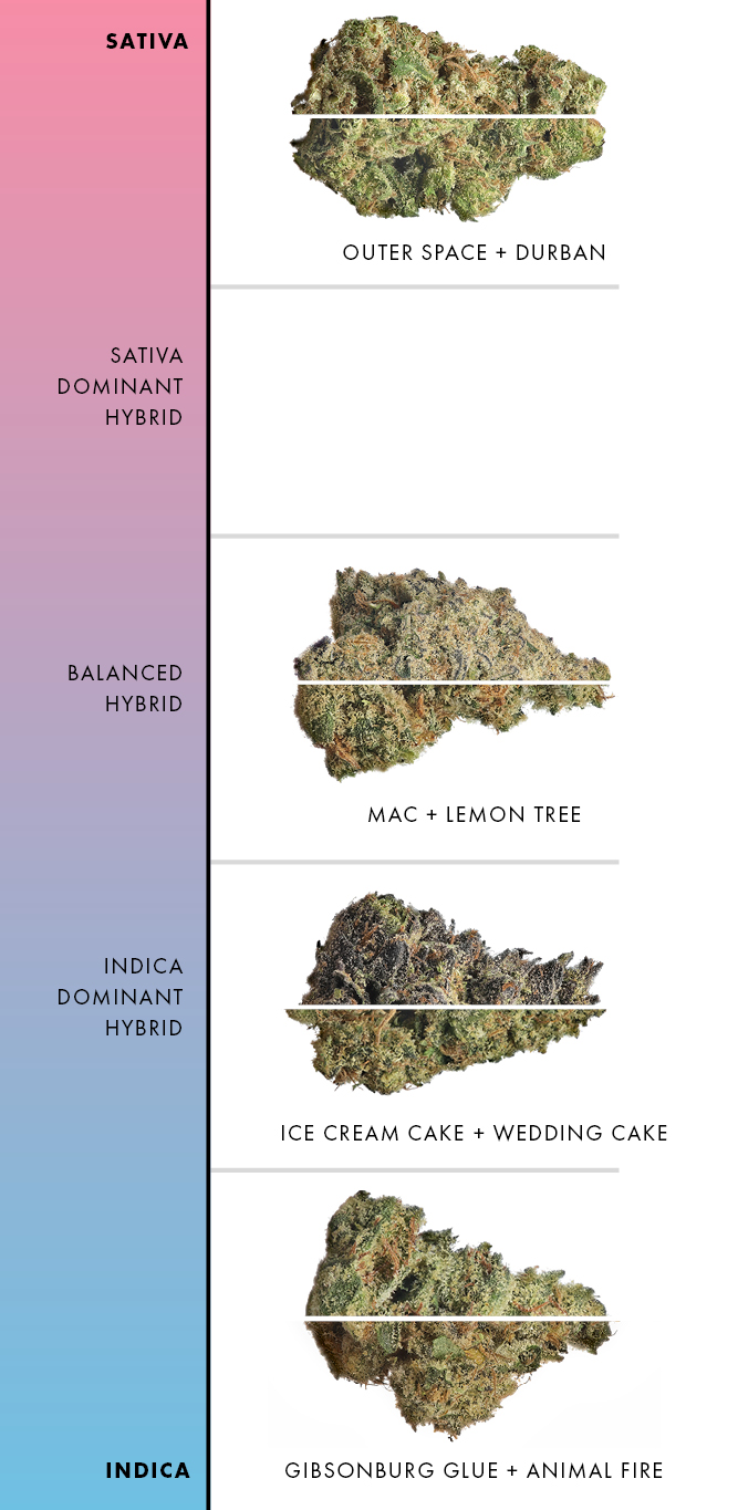 Comparison of flower strains varying from Sativa to Indica
